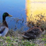 Duck à l'orange
